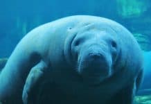 manatees-e1602784361435.jpg