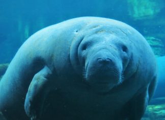 manatees-e1602784361435.jpg