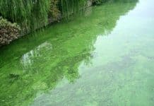 algae bloom
