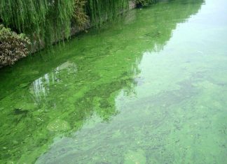 algae bloom