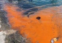 red tide