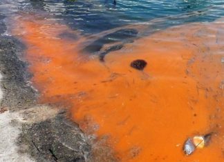 red tide