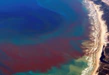 red tide 2