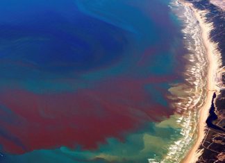 red tide 2