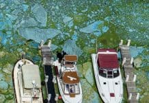 toxic-algae-bloom-e1555354174281.jpg