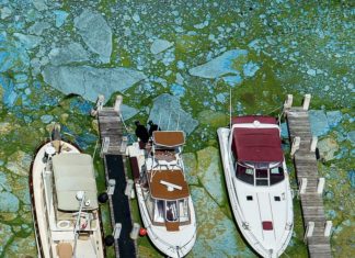 toxic-algae-bloom-e1555354174281.jpg