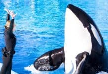 seaworld