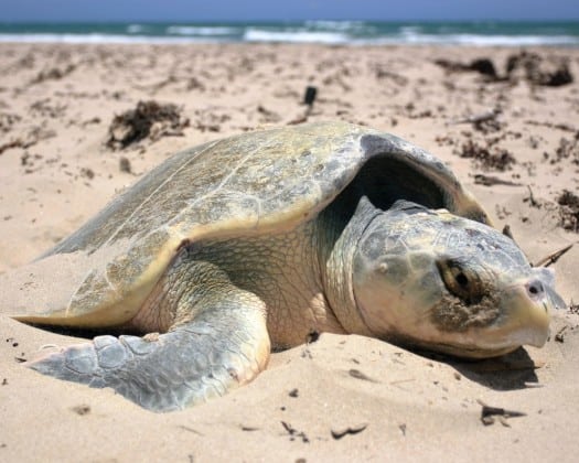 Kemp’s ridley sea turtles