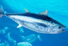 Saltwater Fishing