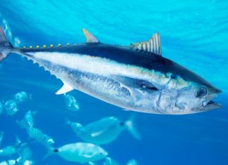 Saltwater Fishing