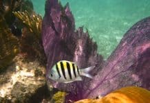 Coral Reef