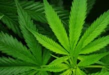 marijuana plant