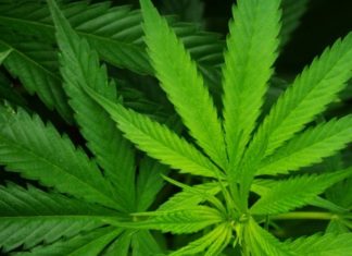 marijuana plant