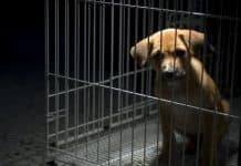 animal-cruelty_canstockphoto1159019-1000x800.jpg