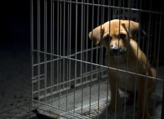 animal-cruelty_canstockphoto1159019-1000x800.jpg
