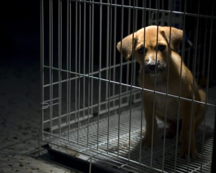 animal-cruelty_canstockphoto1159019-1000x800.jpg