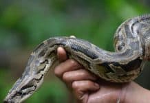 python