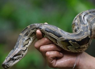 python