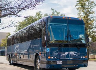 greyhound
