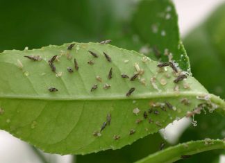 Asian citrus psyllid