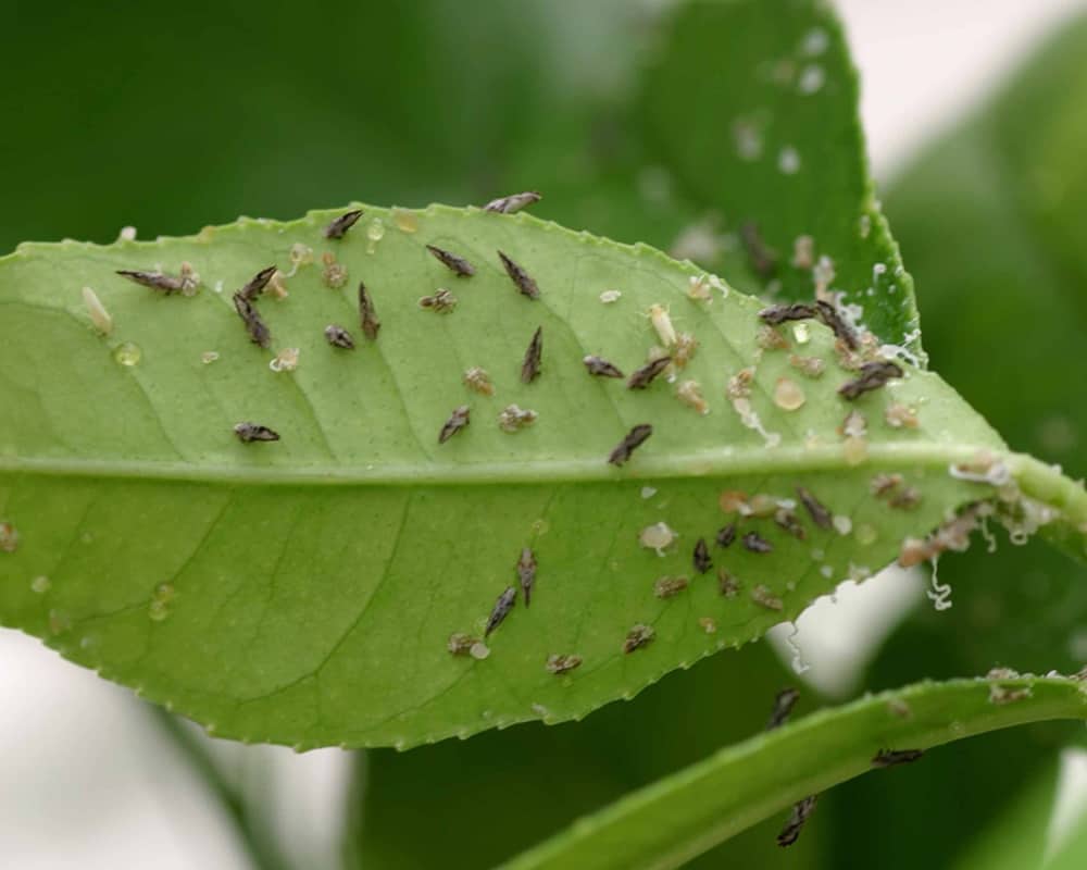 Asian citrus psyllid