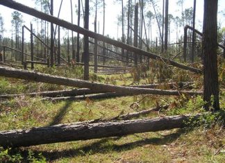 florida timber industry