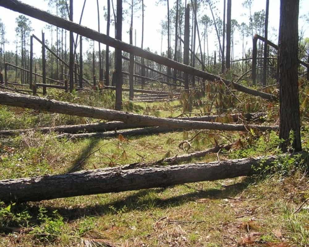 florida timber industry