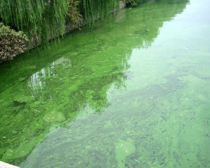 algal bloom 1000x800