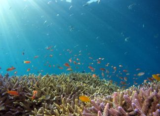 coral reefs_hiroko-yoshii-9y7y26C-l4Y-unsplash 525x420