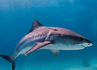 tiger shark_wikipedia 1000x800