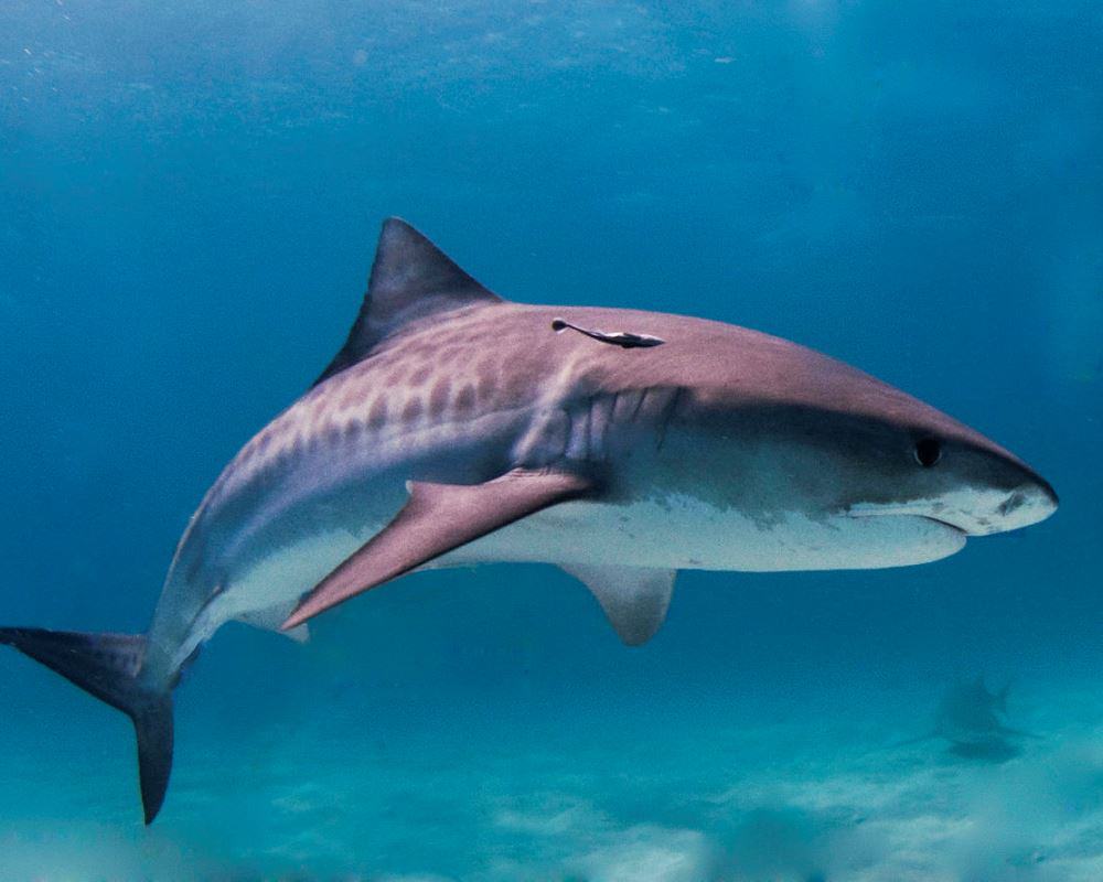 tiger shark_wikipedia 1000x800