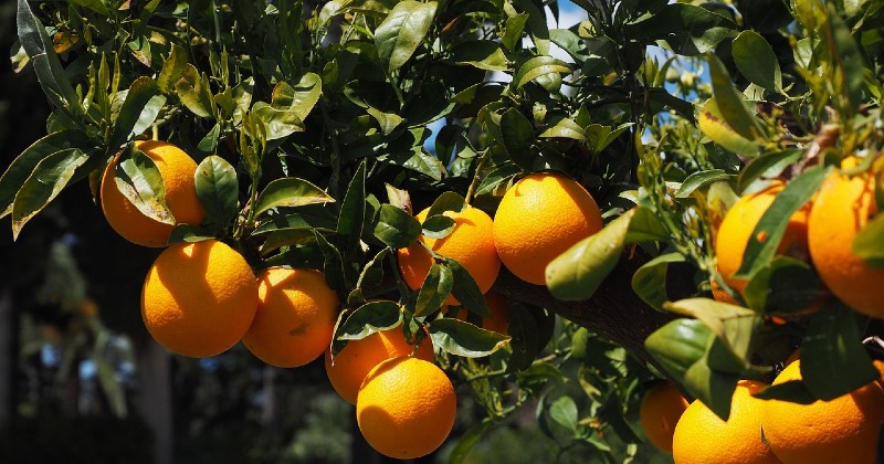 https://www.floridadaily.com/wp-content/uploads/2022/10/oranges.jpg