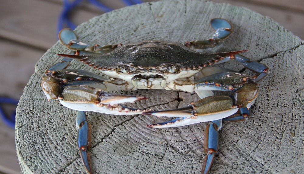 FWC Modifies July Blue Crab Trap Closure for Portion of Southwest