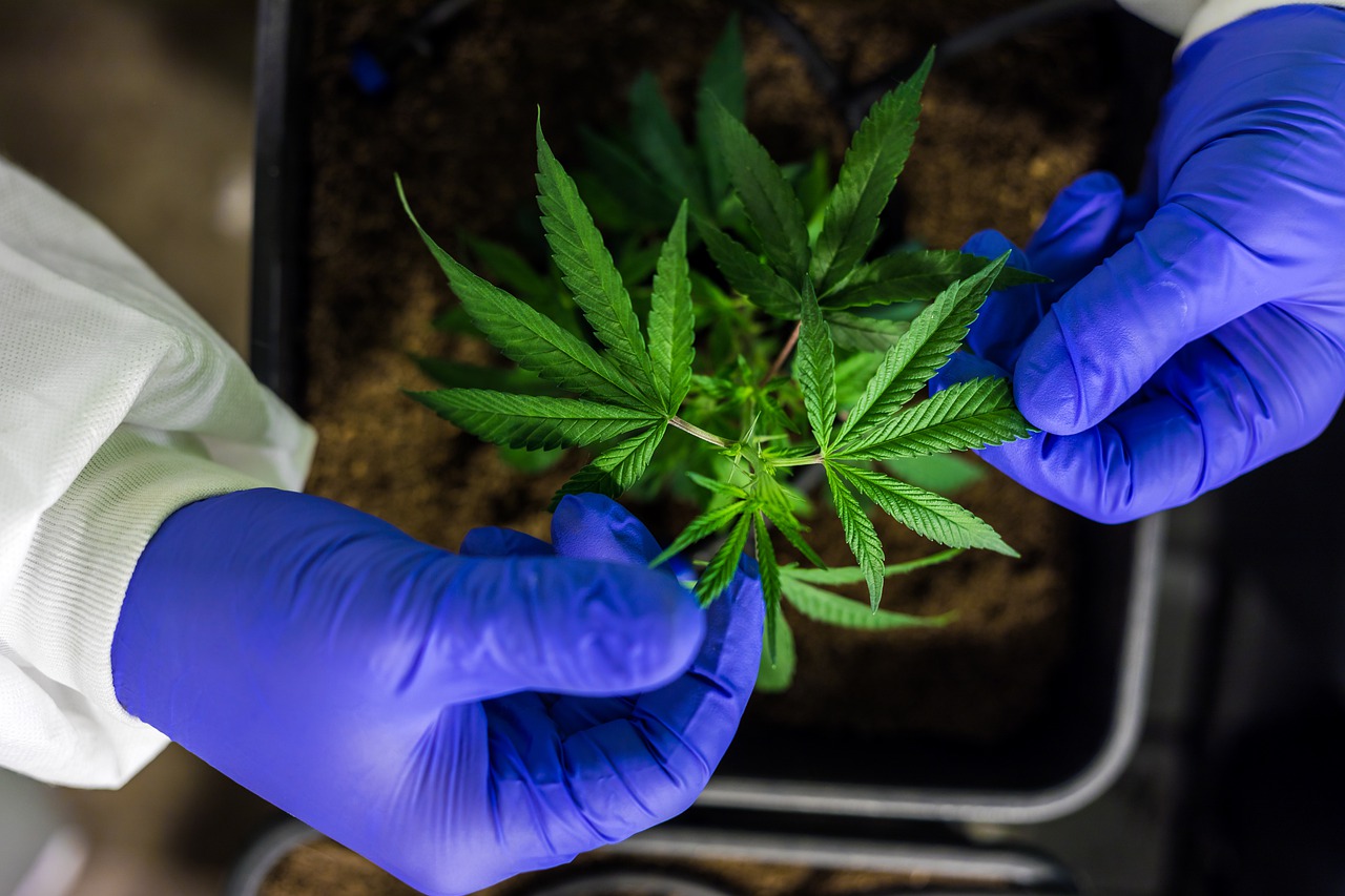 New Bill Could Erase Florida’s Hemp Industry Florida Daily