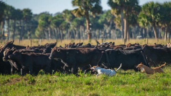Farm Dogs: Unsung Heroes Leading Cattle to Safety in Florida’s Floods ...