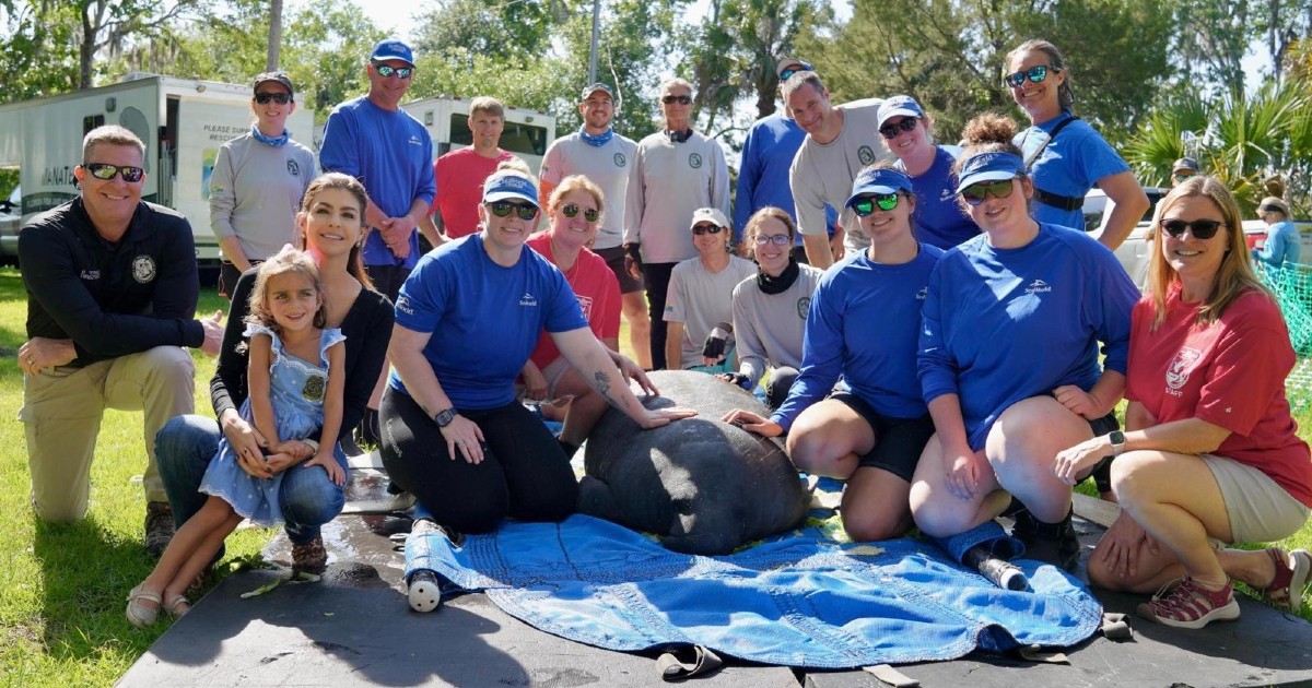 FWC, Sea World Release Rescued Manatee Back Into Wild - Florida Daily